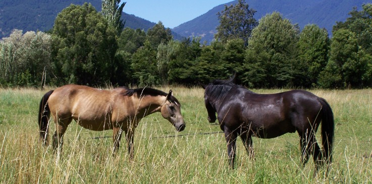 reiten in de Anden, Chile und Argentinien: auca